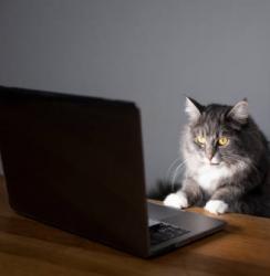 User Profile: Ihaveoriginalusername