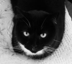 User Profile: BlackCat75