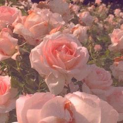 User Profile: kindAcai1056