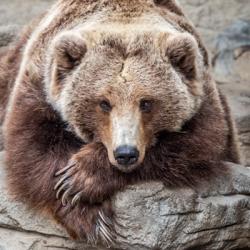 User Profile: resourcefulbear6750