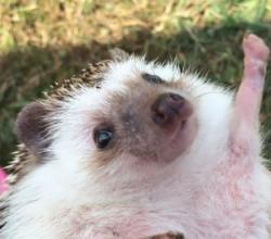 User Profile: HedgehogHedge