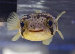 User Profile: mechanicalFish