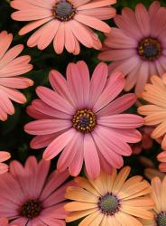User Profile: cupcake114