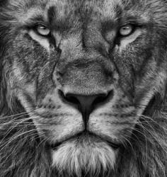 User Profile: GoingSafari