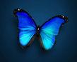 User Profile: NeonBlueButterfly