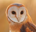 User Profile: EarlyOwl