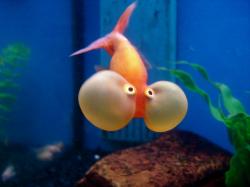 User Profile: FishChild