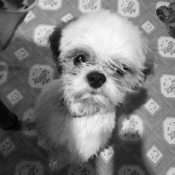 User Profile: Plumpapillon
