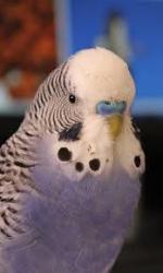 User Profile: BlueFig118