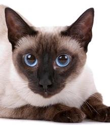 User Profile: Siamese0402