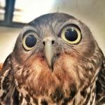 User Profile: CrazyOwl