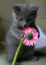 User Profile: PinkDaisy83