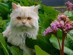 User Profile: azureCat8990