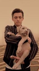 User Profile: ILikeDoggos