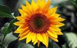 User Profile: ColorSplash