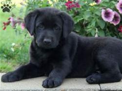 User Profile: midnightblacklab