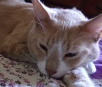 User Profile: FutureCatLady12