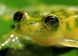 User Profile: glassfrog