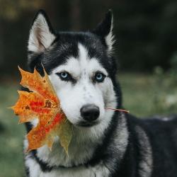 User Profile: SiberianHusKi33