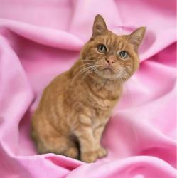User Profile: MiniKitten