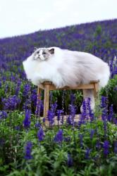 User Profile: UglyDarling