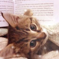 User Profile: Myrmaid