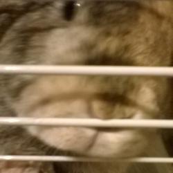 User Profile: FloweringBunny
