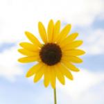User Profile: Coly