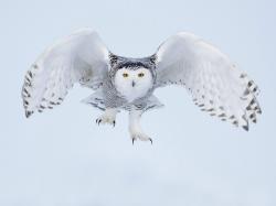User Profile: weirdowls