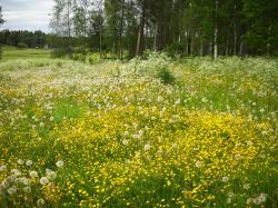 User Profile: singingwildflowers