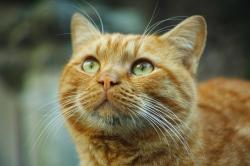 User Profile: tekechen