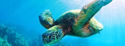 User Profile: SeaTurtle3