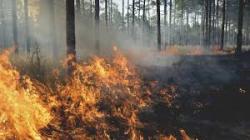 User Profile: WoodsmokeWanderer