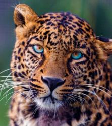User Profile: BeeTiger