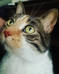 User Profile: atomicGiraffe