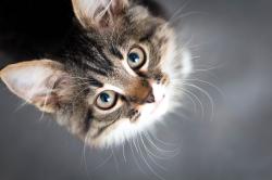 User Profile: PersistentCat319