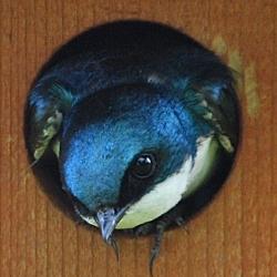 User Profile: PetrichorGestalt