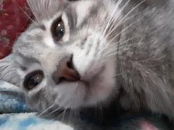 User Profile: P4ND0R4