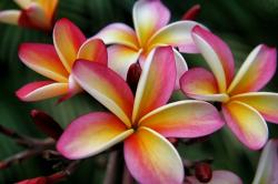 User Profile: Blossom27