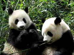 User Profile: Pandas4ever