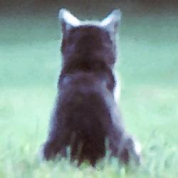 User Profile: VerdediForesta