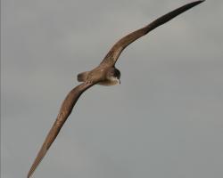 User Profile: Shearwater