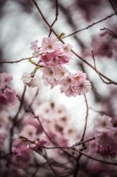 User Profile: secretflower429
