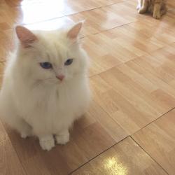 User Profile: pomu