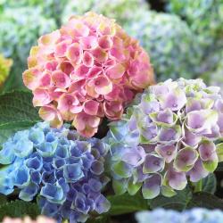 User Profile: Hydrangea03