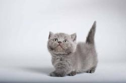 User Profile: ChaoticDoodler