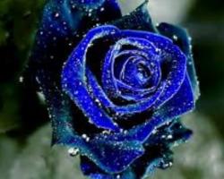 User Profile: BlueRoses18