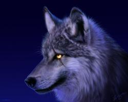 User Profile: Treider