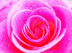 User Profile: Lpink