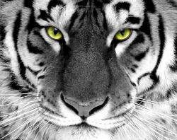 User Profile: daretodream